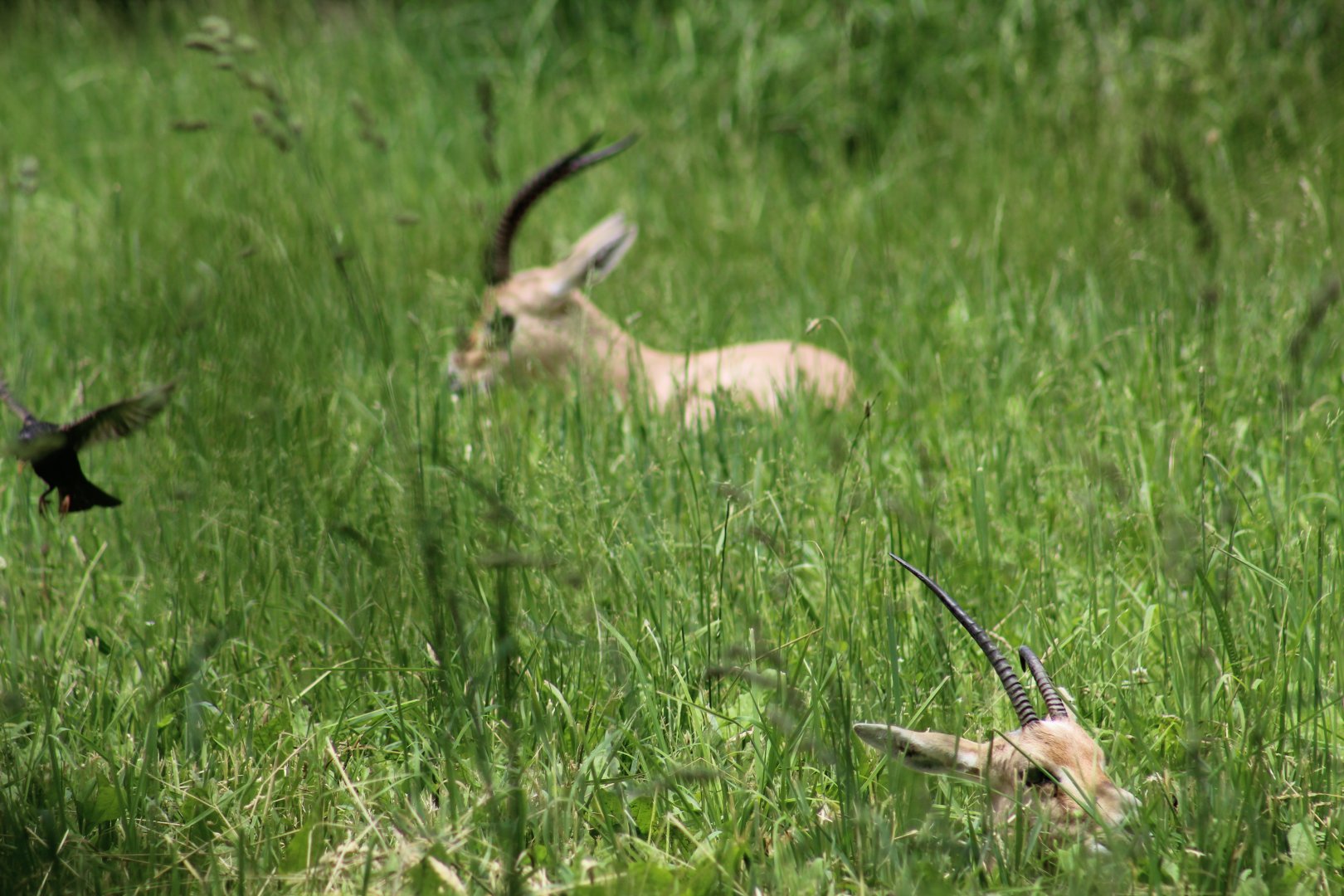 Slender-Horned Gazelle