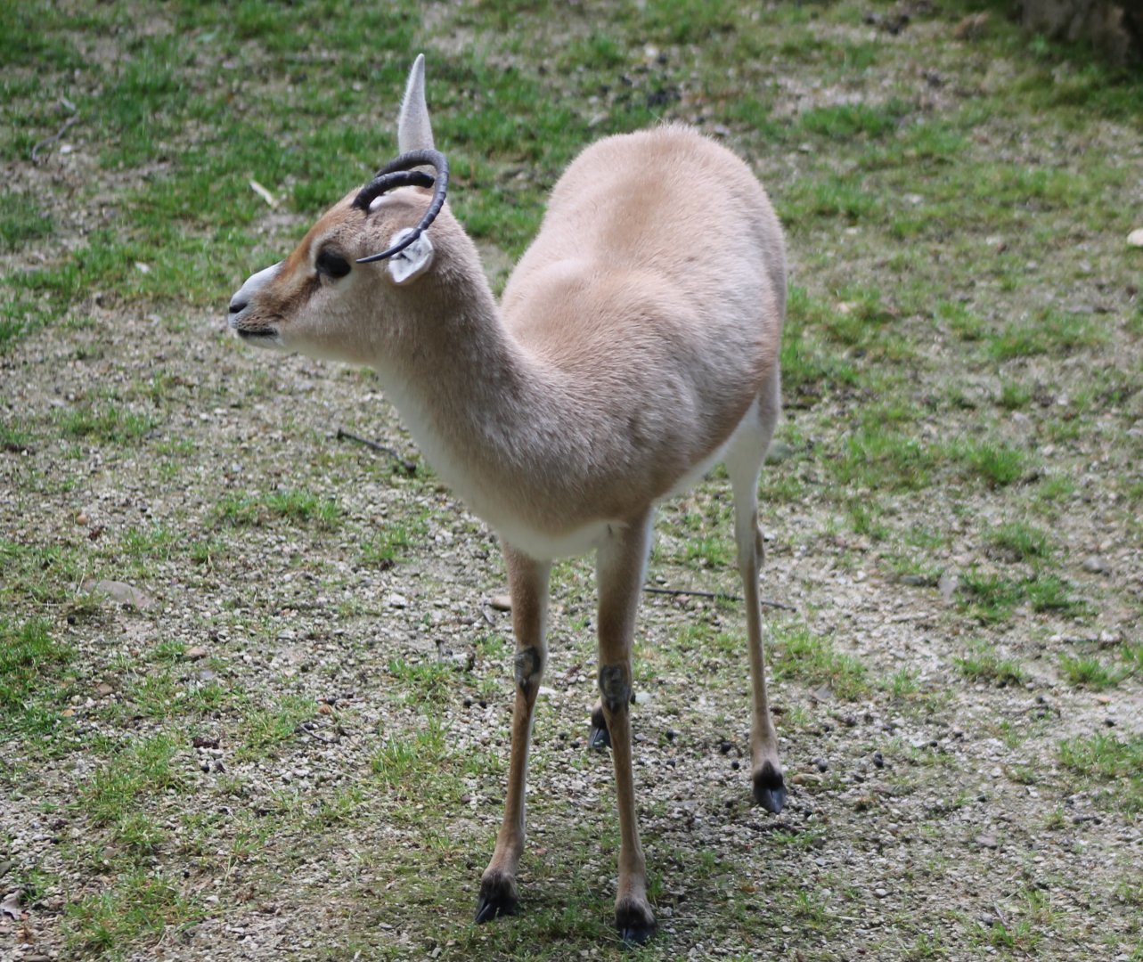 Slender-horned gazelle