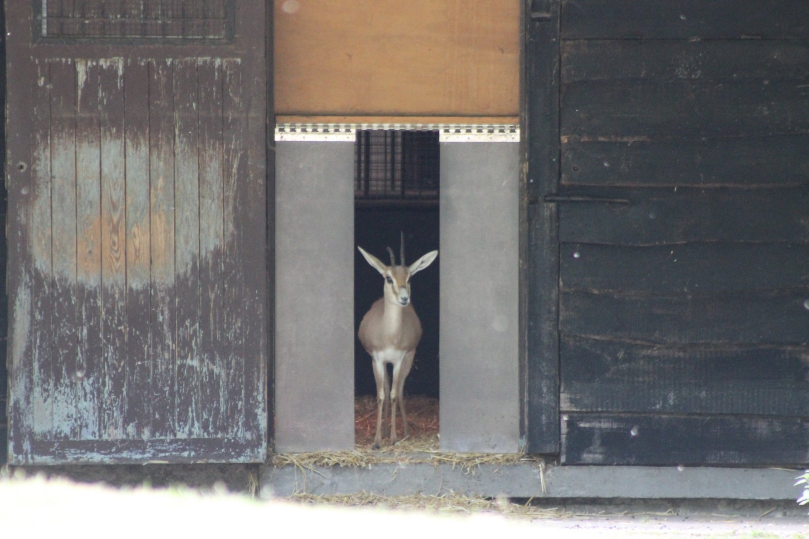 Slender-horned gazelle