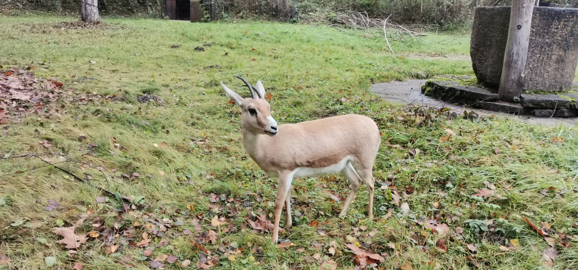 Slender-horned Gazelle