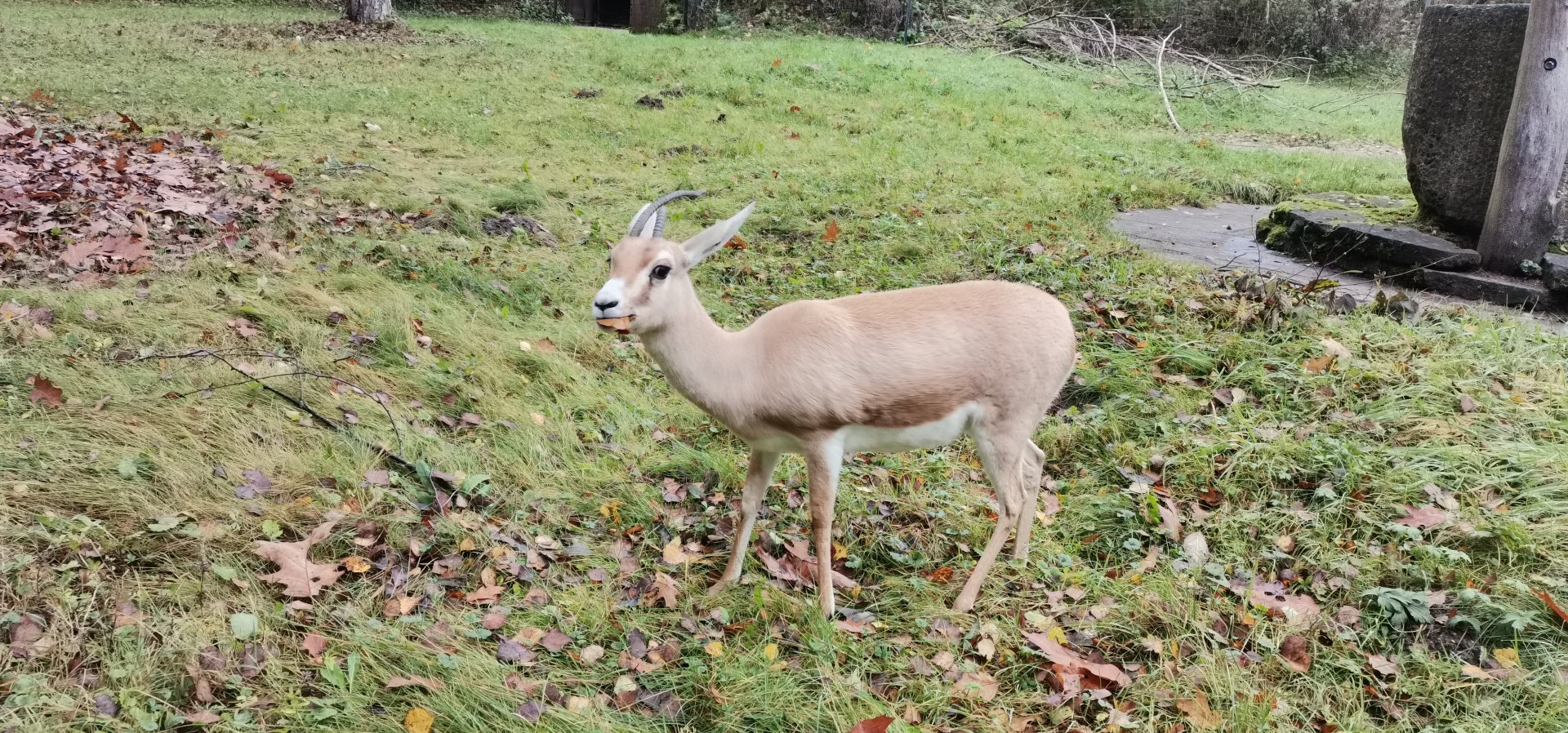 Slender-horned Gazelle
