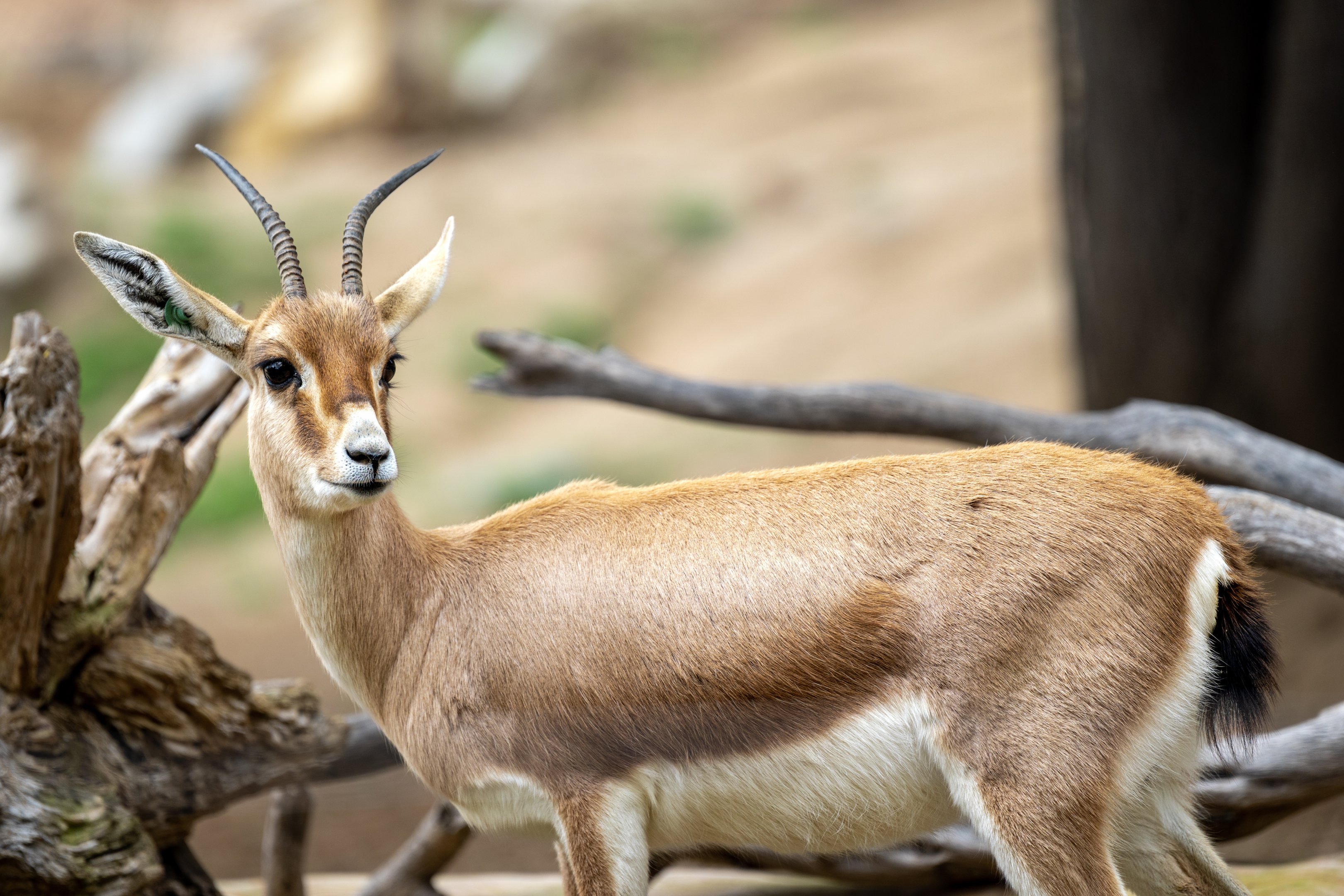 Slender Horned Gazelle