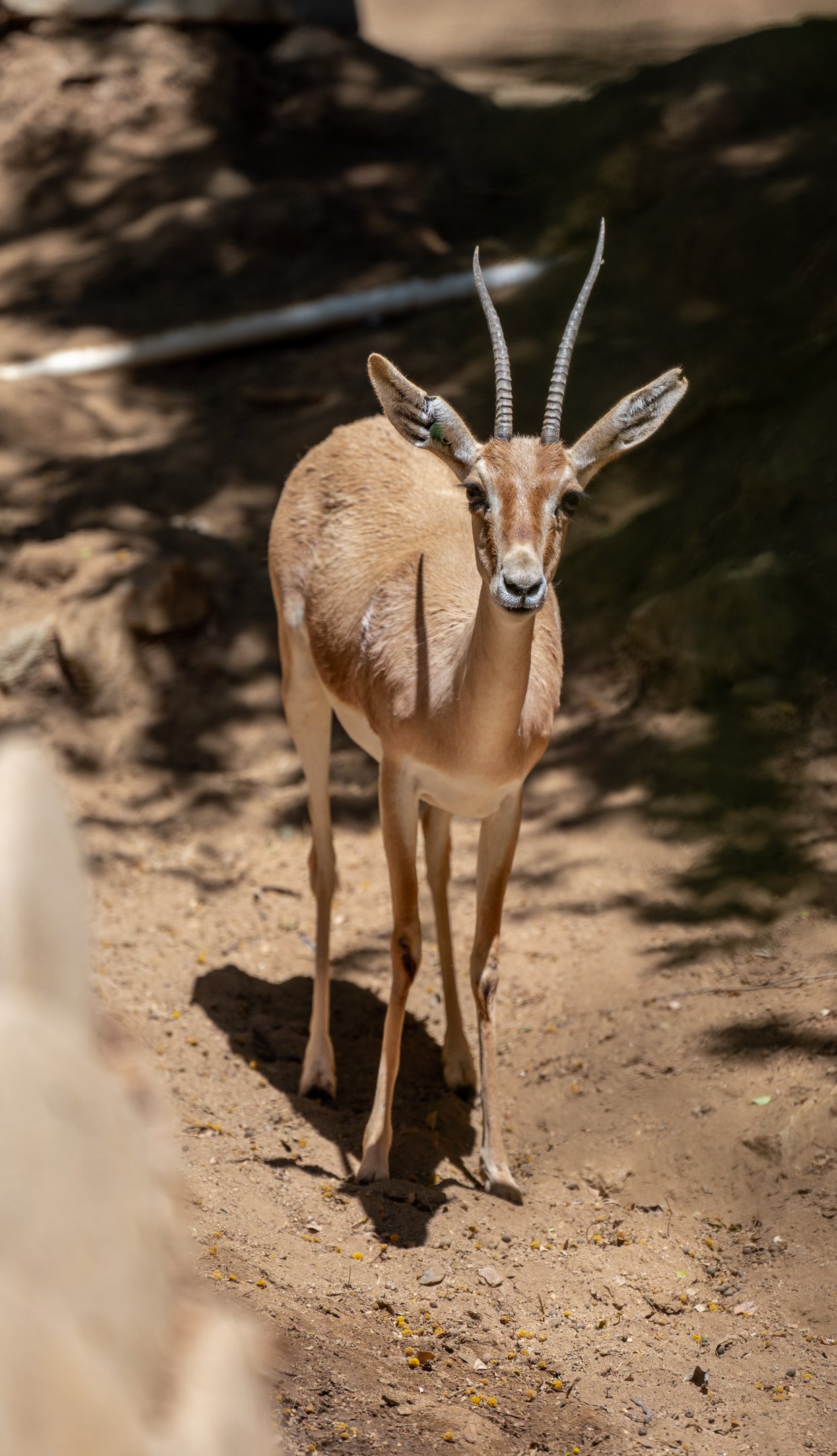 Slender Horned Gazelle