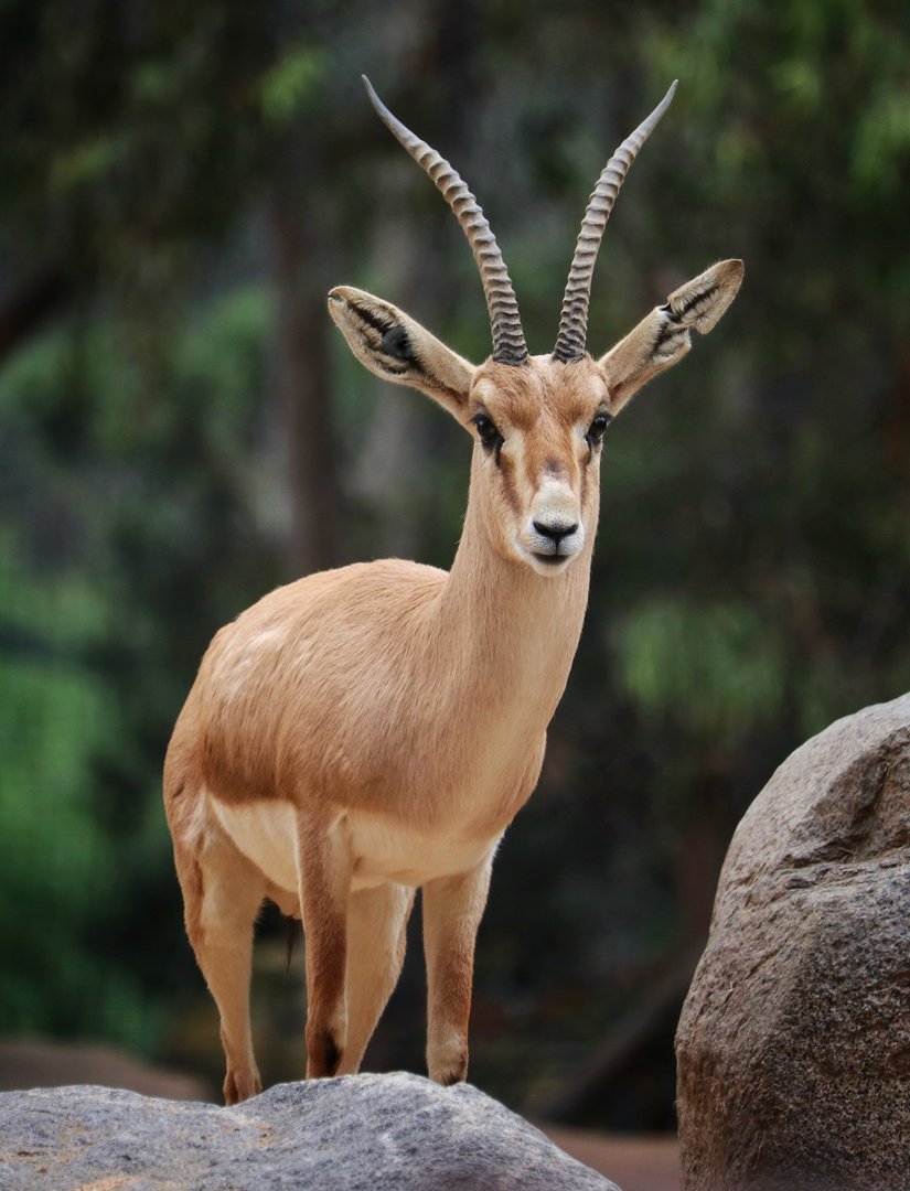 Slender Horned Gazelle