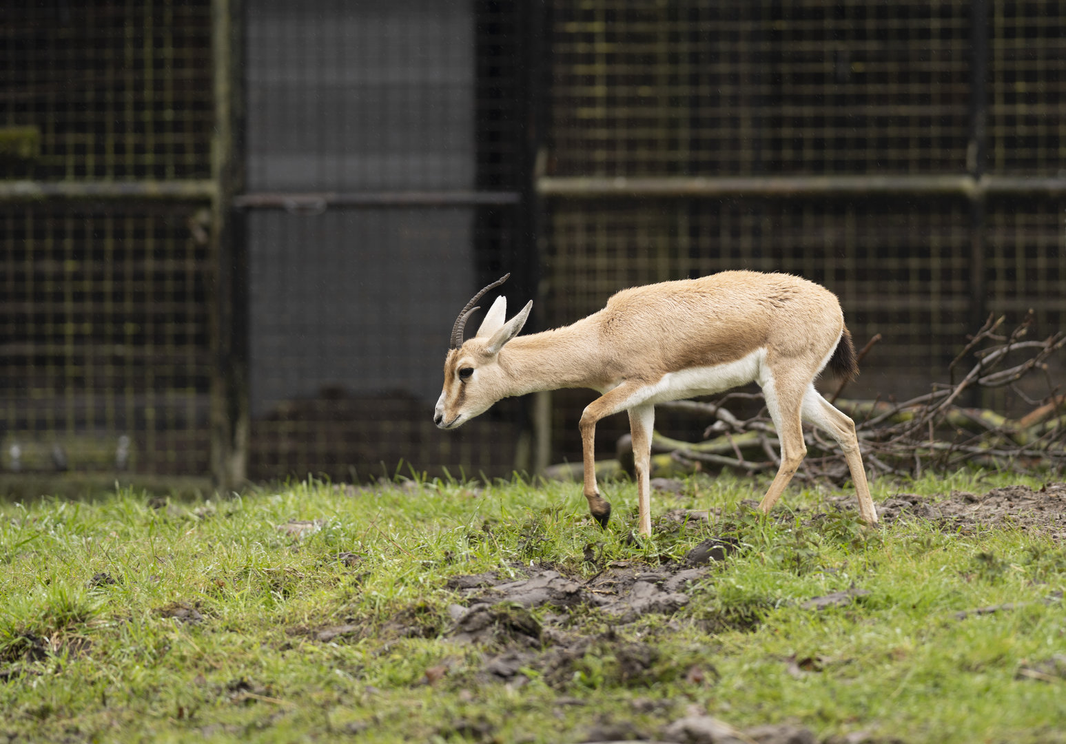 Slender-horned gazelle