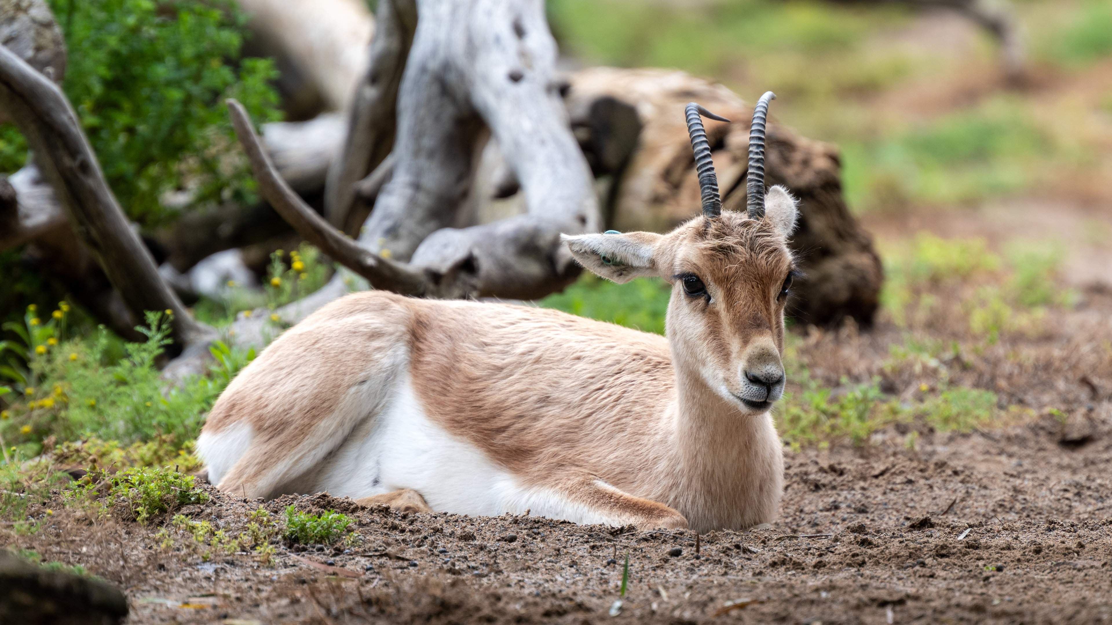Slender Horned Gazelle