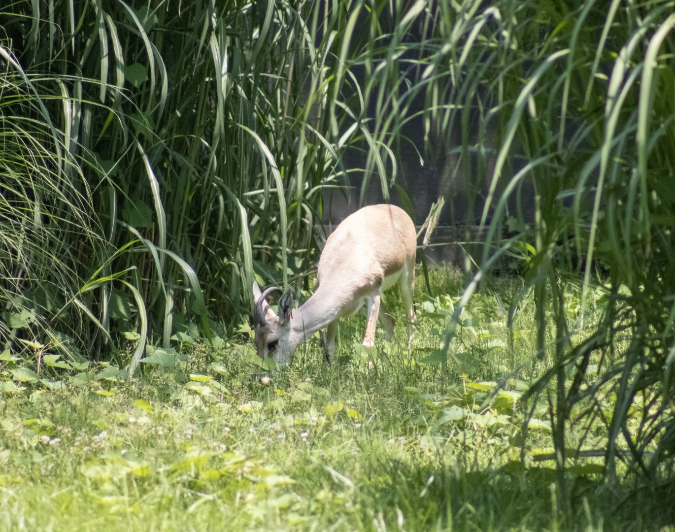Slender Horned Gazelle