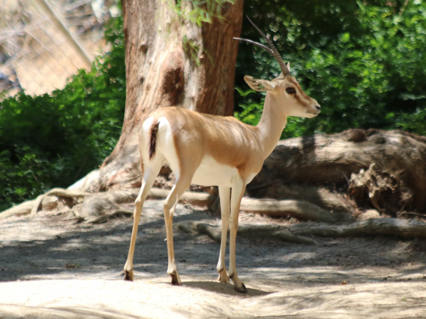 Slender-horned Gazelle