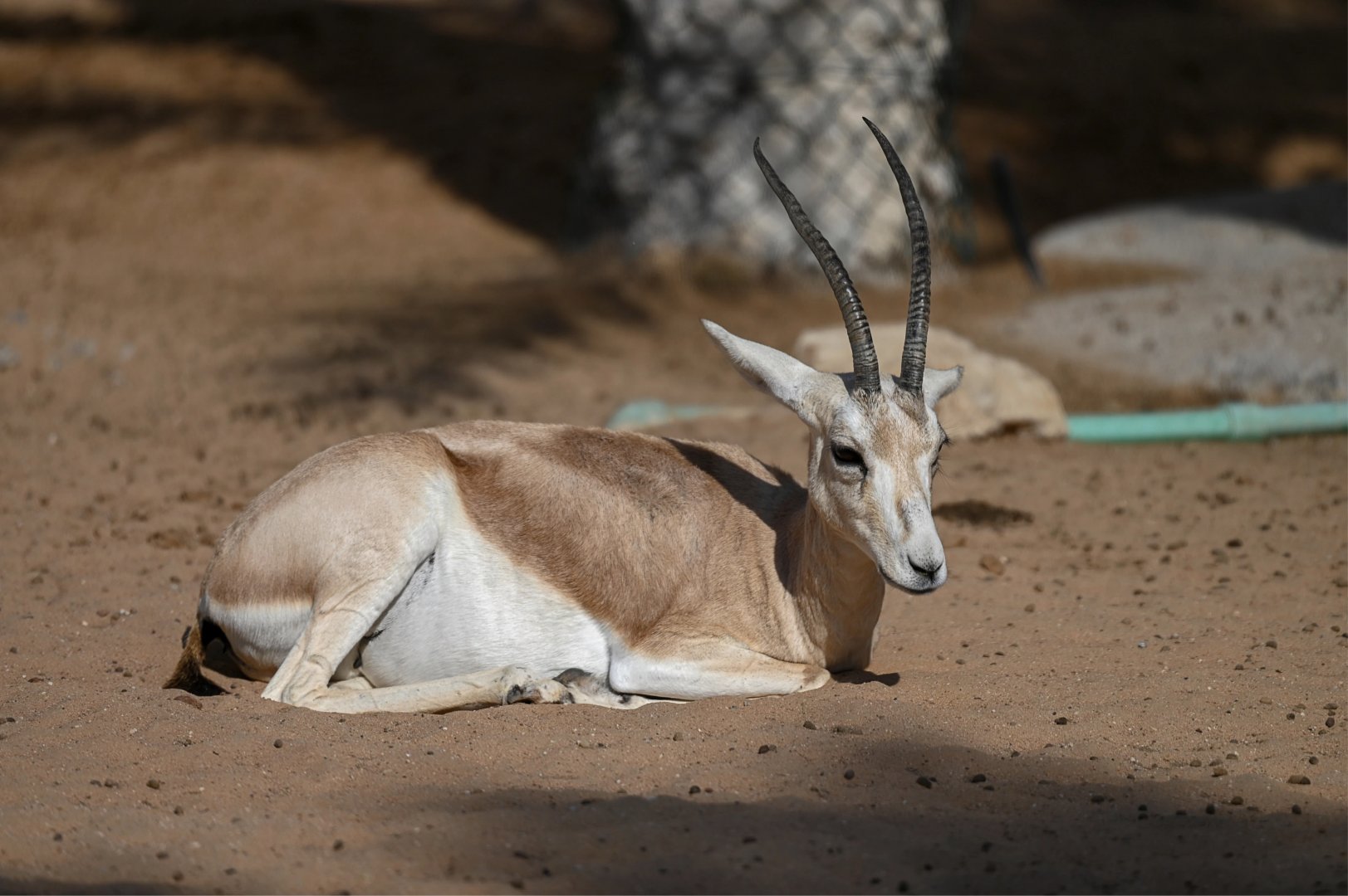 Slender-horned Gazelle