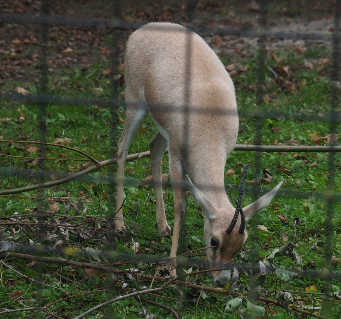 Slender-horned gazelles (Gazella leptoceros), 2020-10-19
