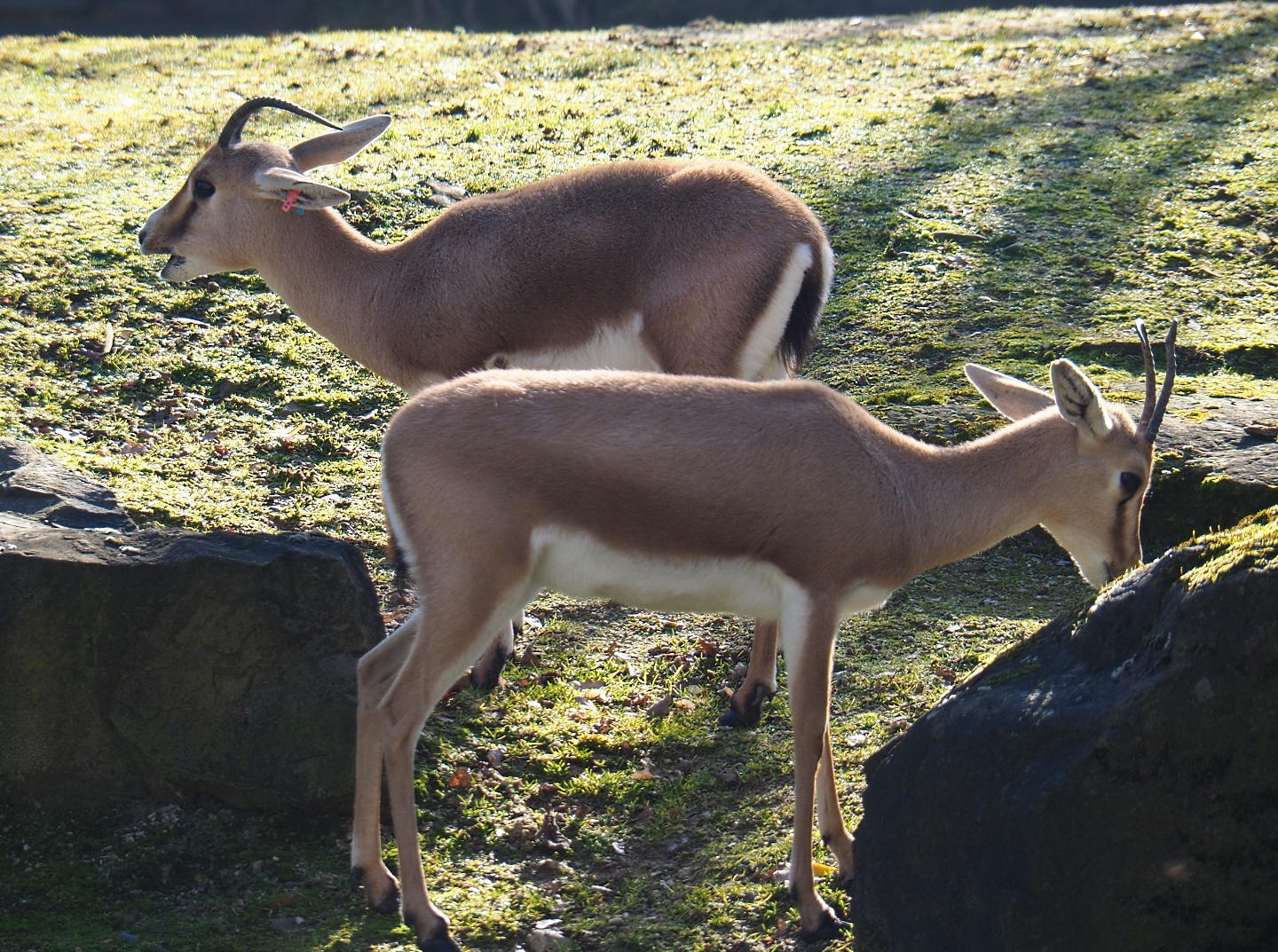 Slender-horned gazelles(Gazella leptoceros), Feb 16th, 2019