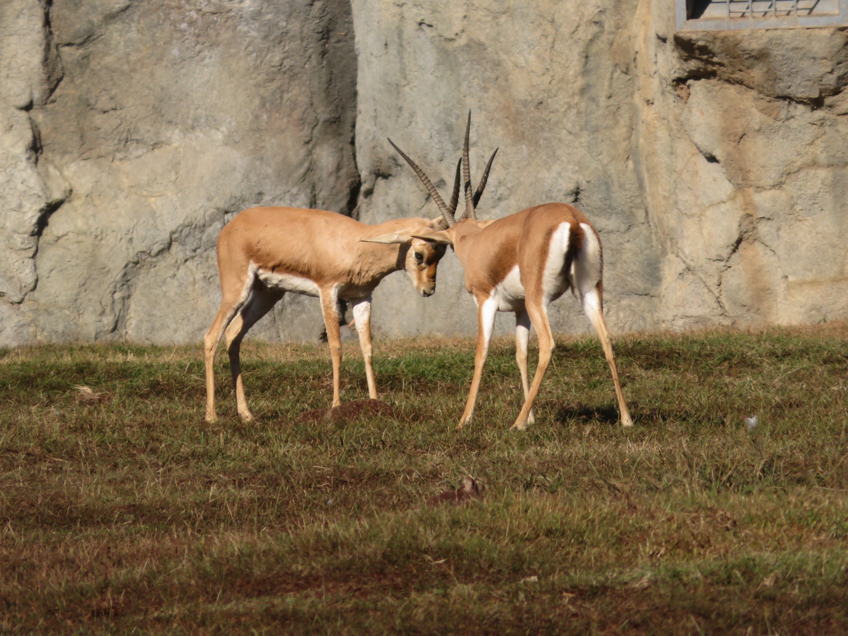 Slender-horned Gazelles Jousting