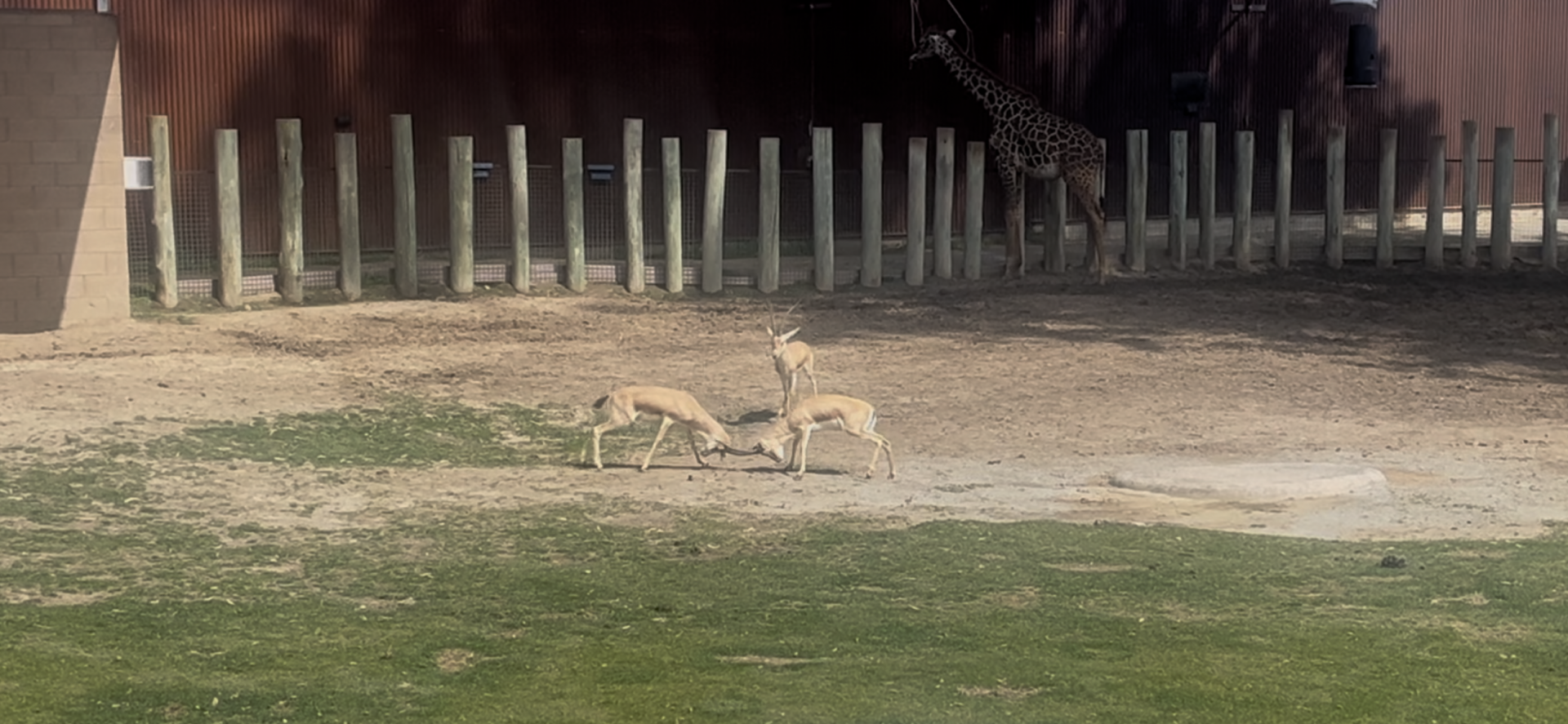 Slender Horned Gazelles sparring and Masai Giraffe