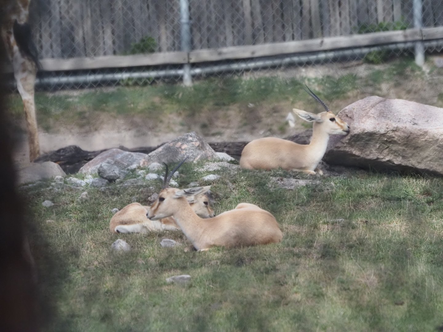 Slender-Horned Gazelles