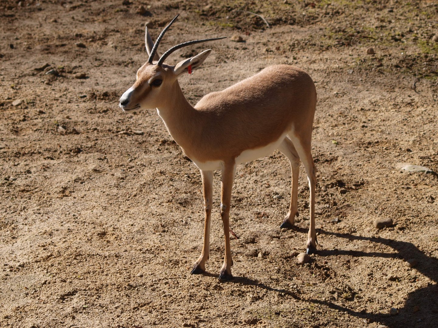 Slender-horned or Rhim gazelle (Gazella leptoceros)