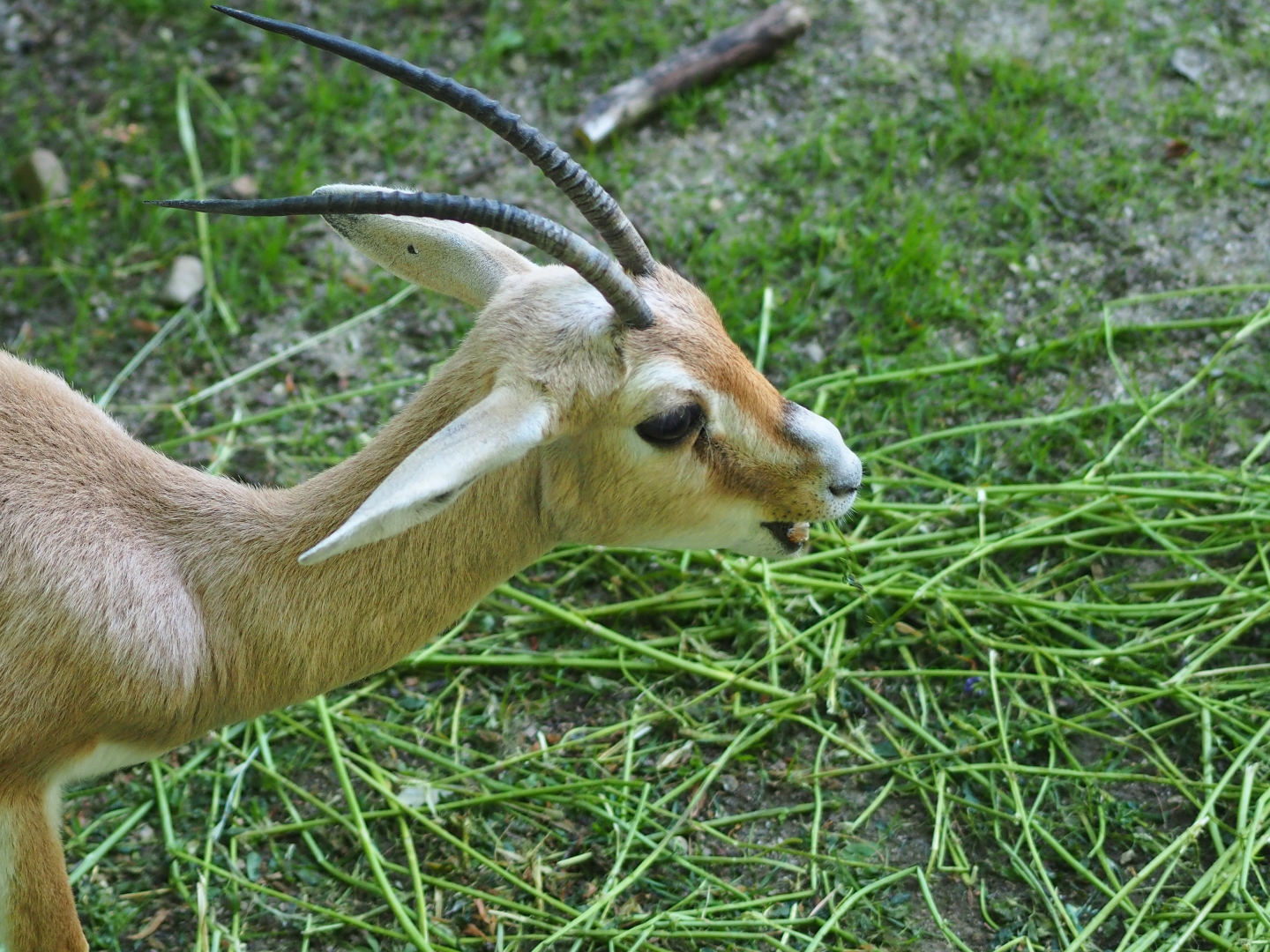 Slender-horned or Rhim gazelle (Gazella leptoceros)