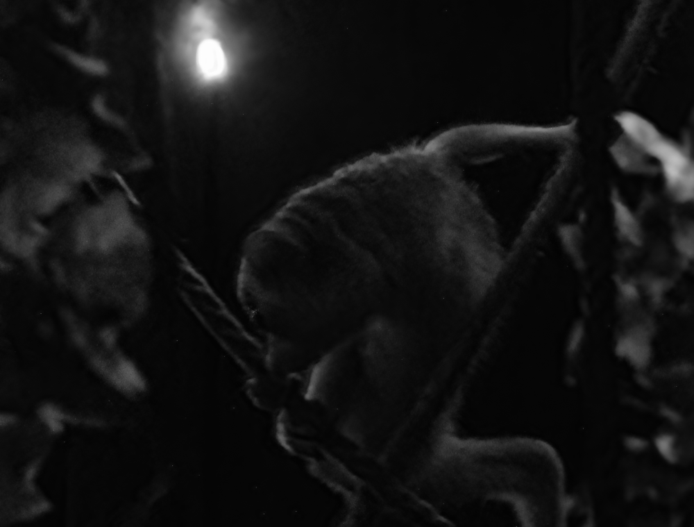 Slender Loris - Beale Park 2022