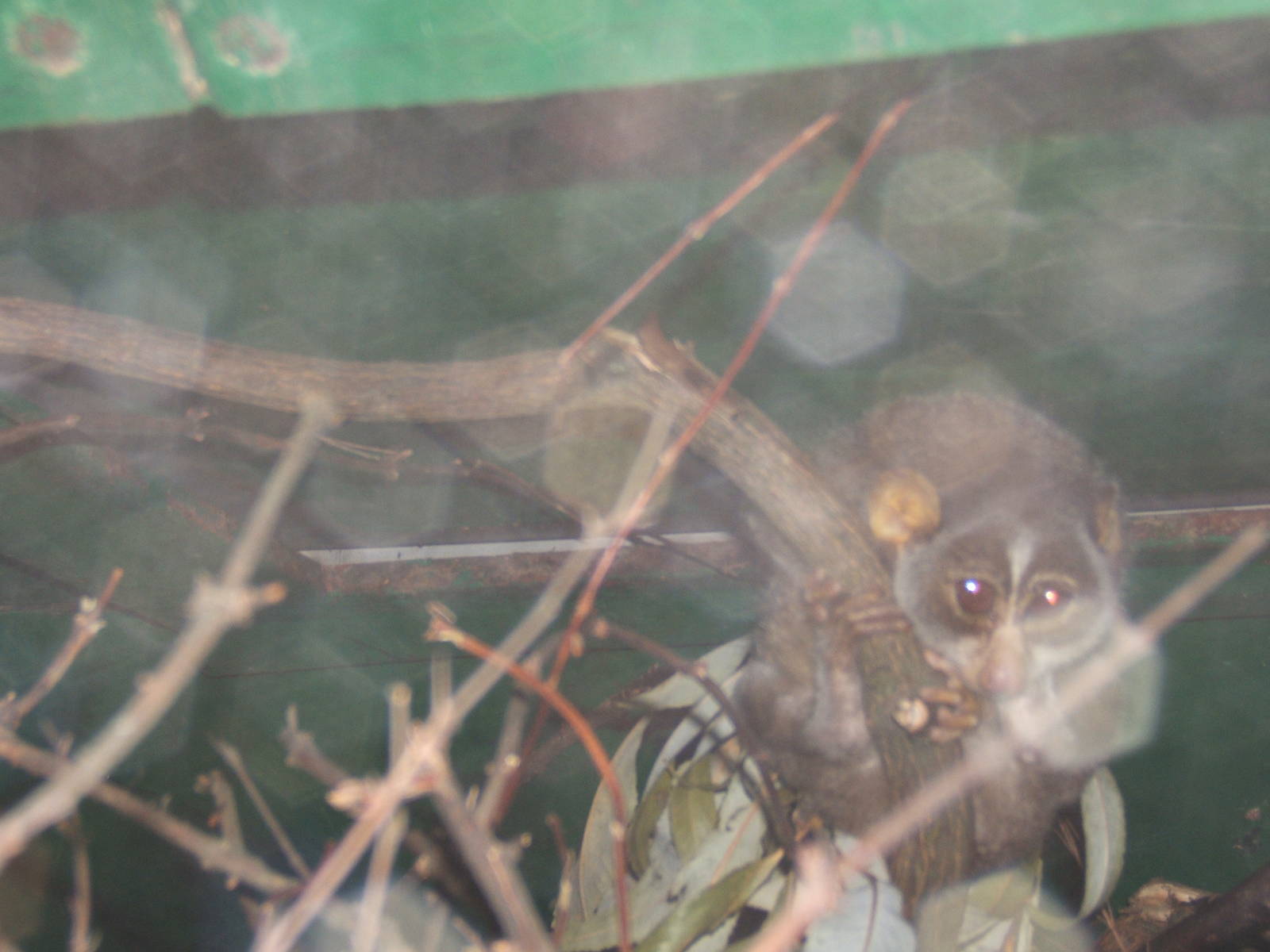 Slender Loris (Loris tardigradus nordicus)