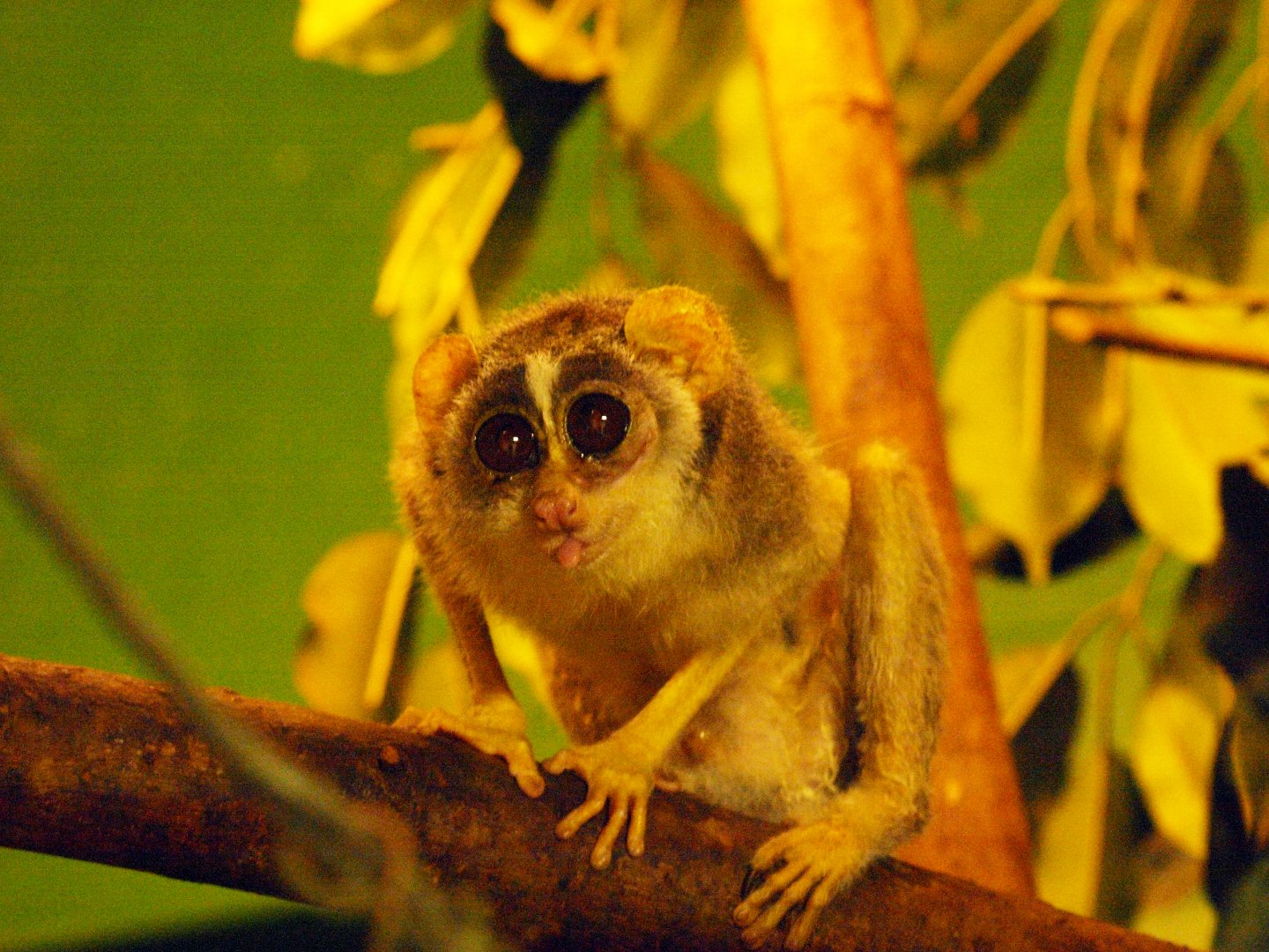 Slender loris