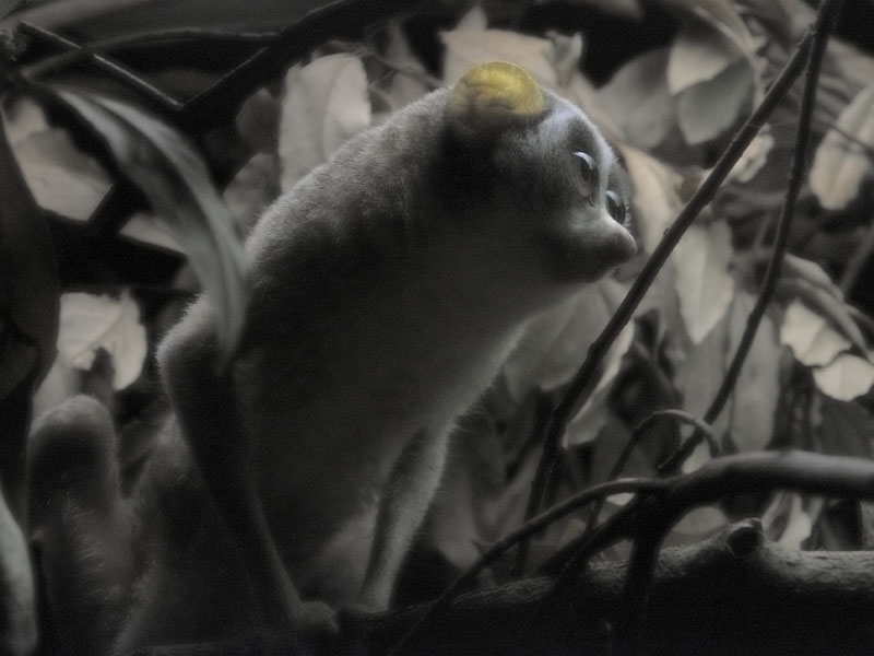 Slender Loris