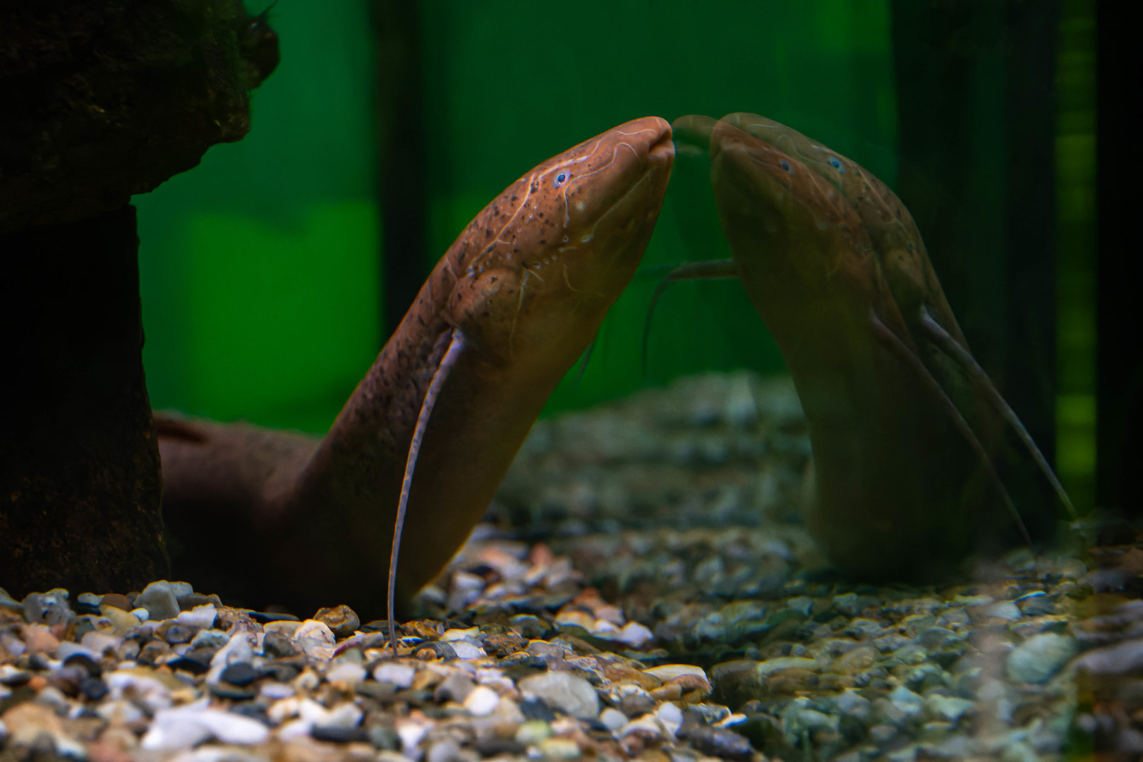Slender lungfish (Protopterus dolloi) - Botanical garden Liberec