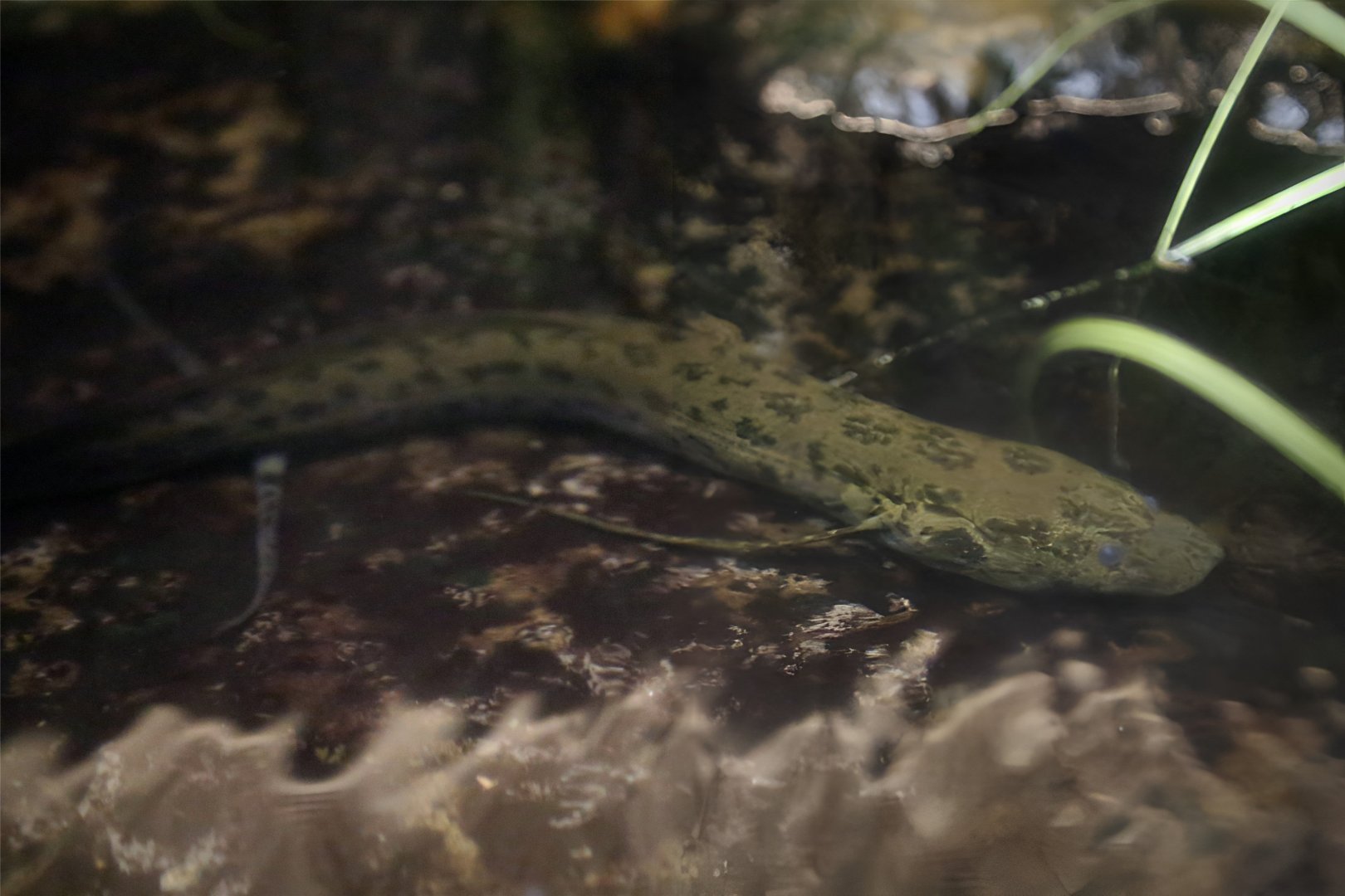 Slender Lungfish (Protopterus dolloi)