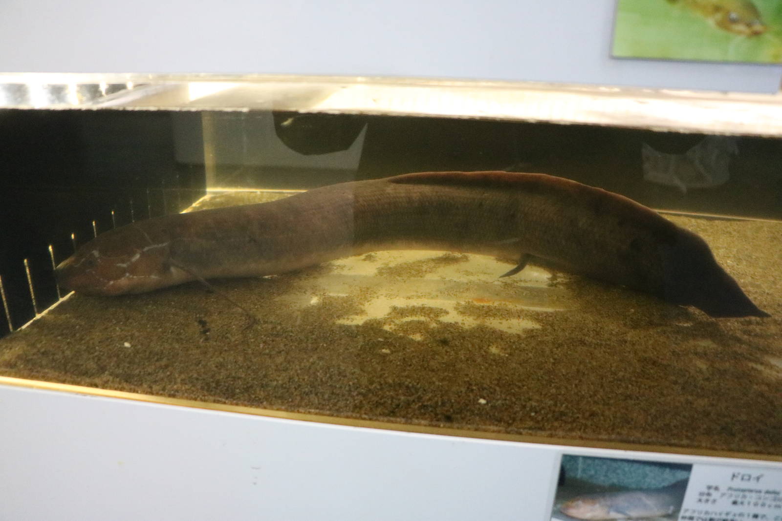 Slender lungfish - Tokyo Tower Aquarium, February 2016
