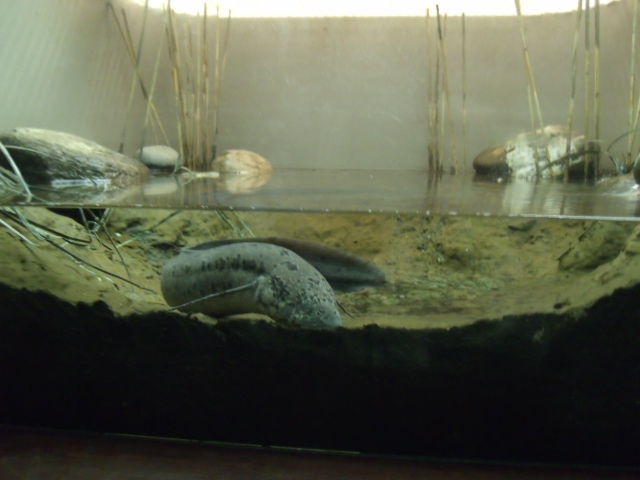 Slender Lungfish