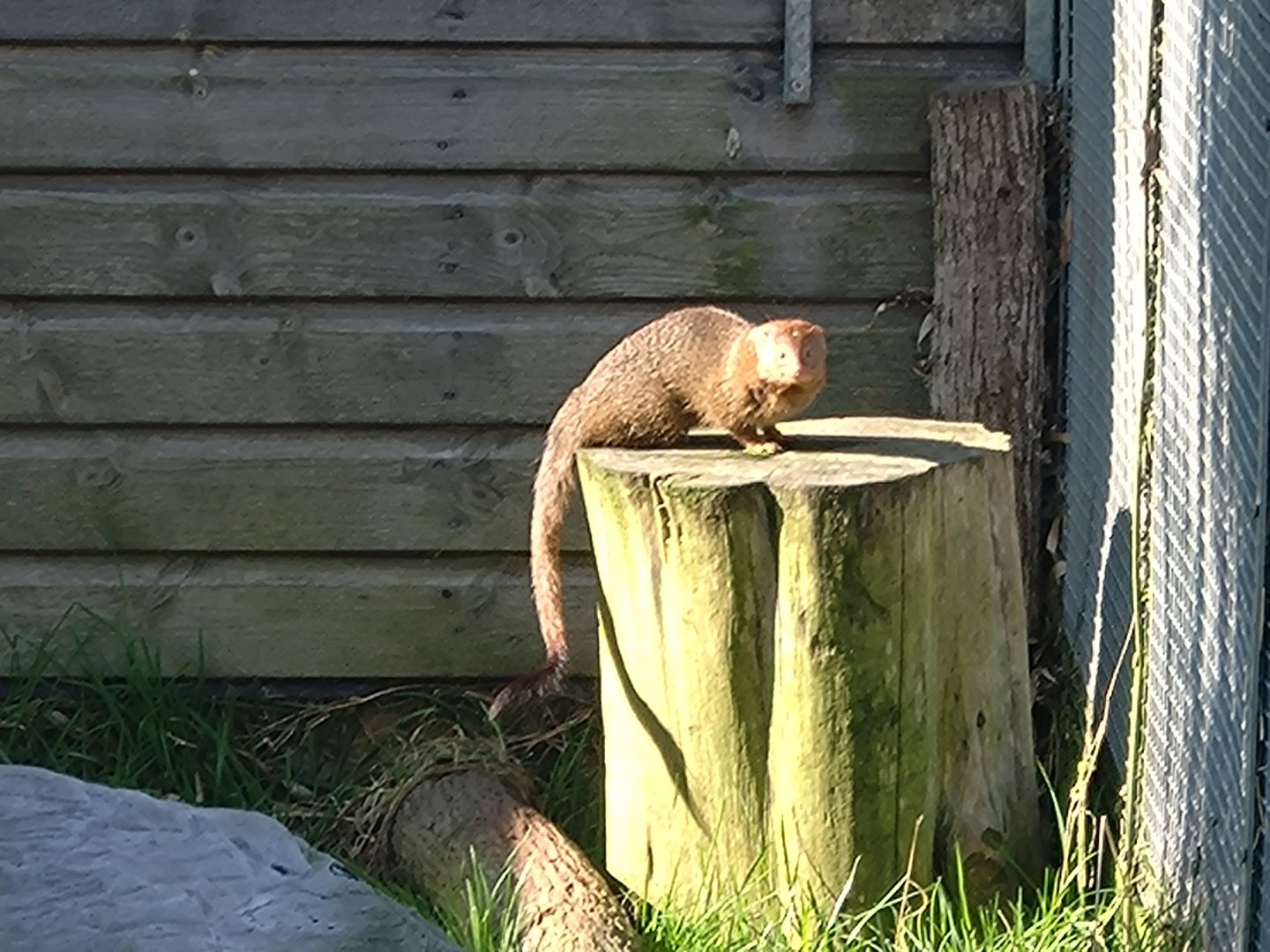 Slender Mongoose 2/3/2025