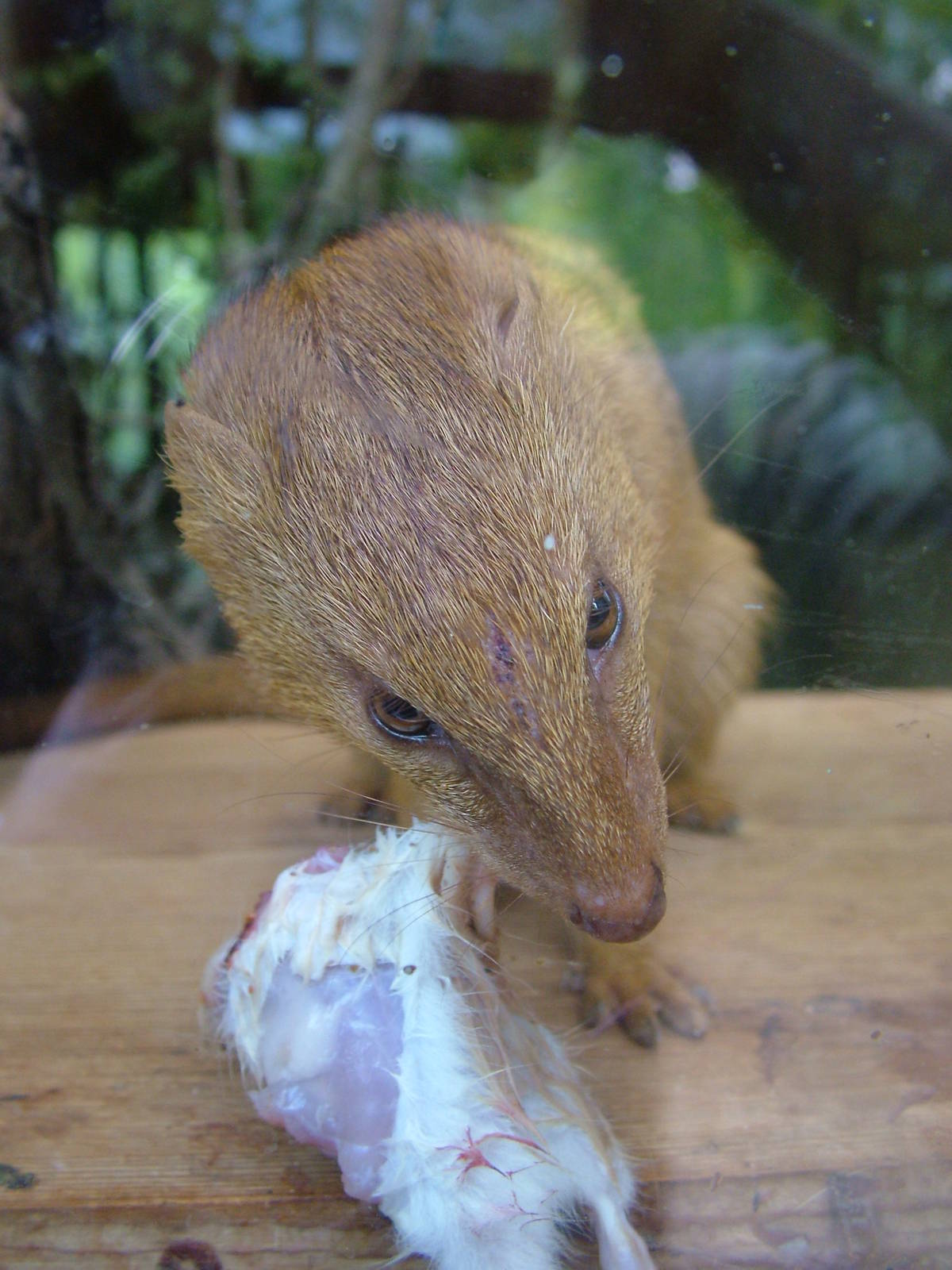 Slender Mongoose at Plzen, 25/05/10