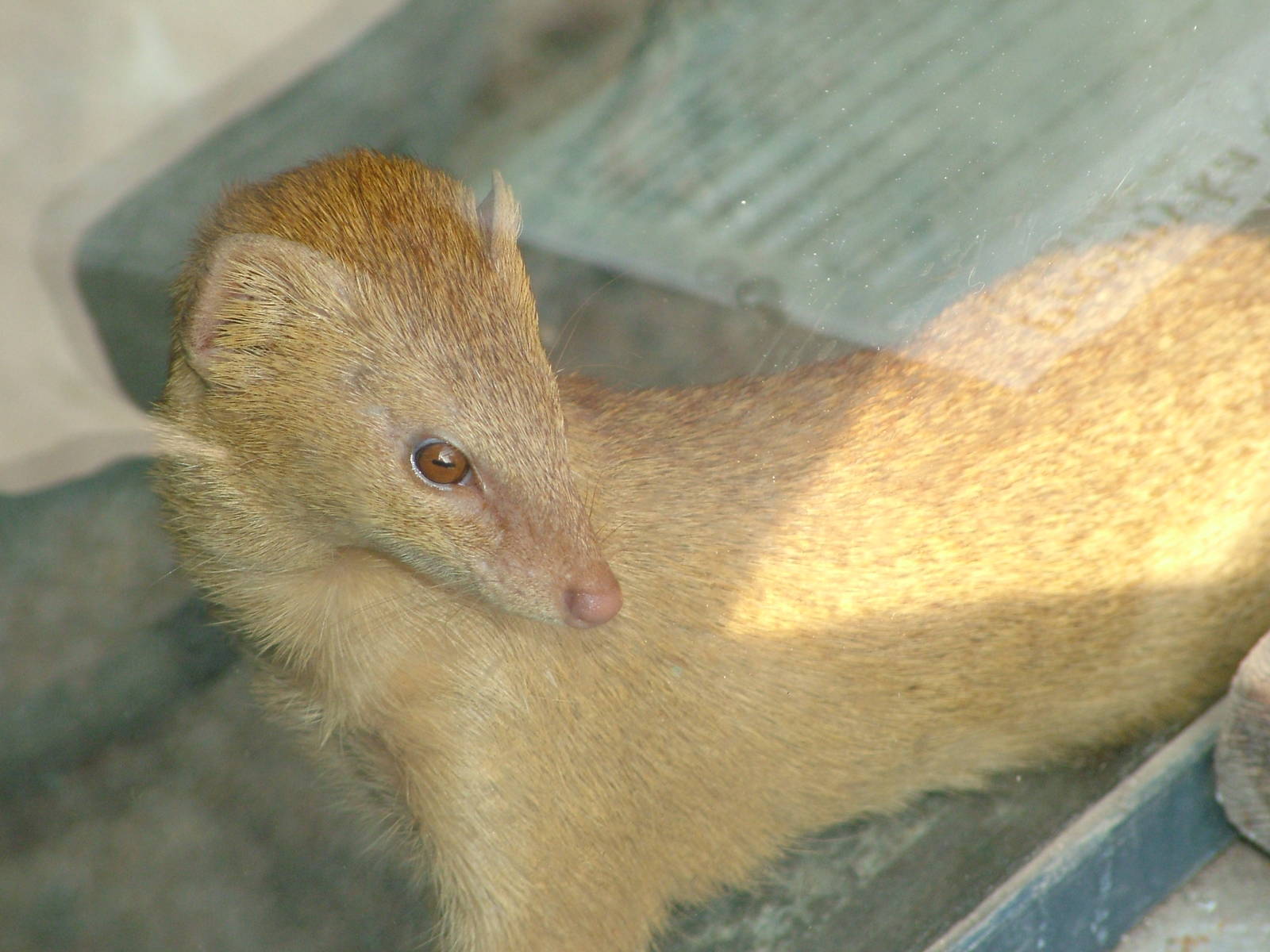 Slender Mongoose at Prague, 24/05/10
