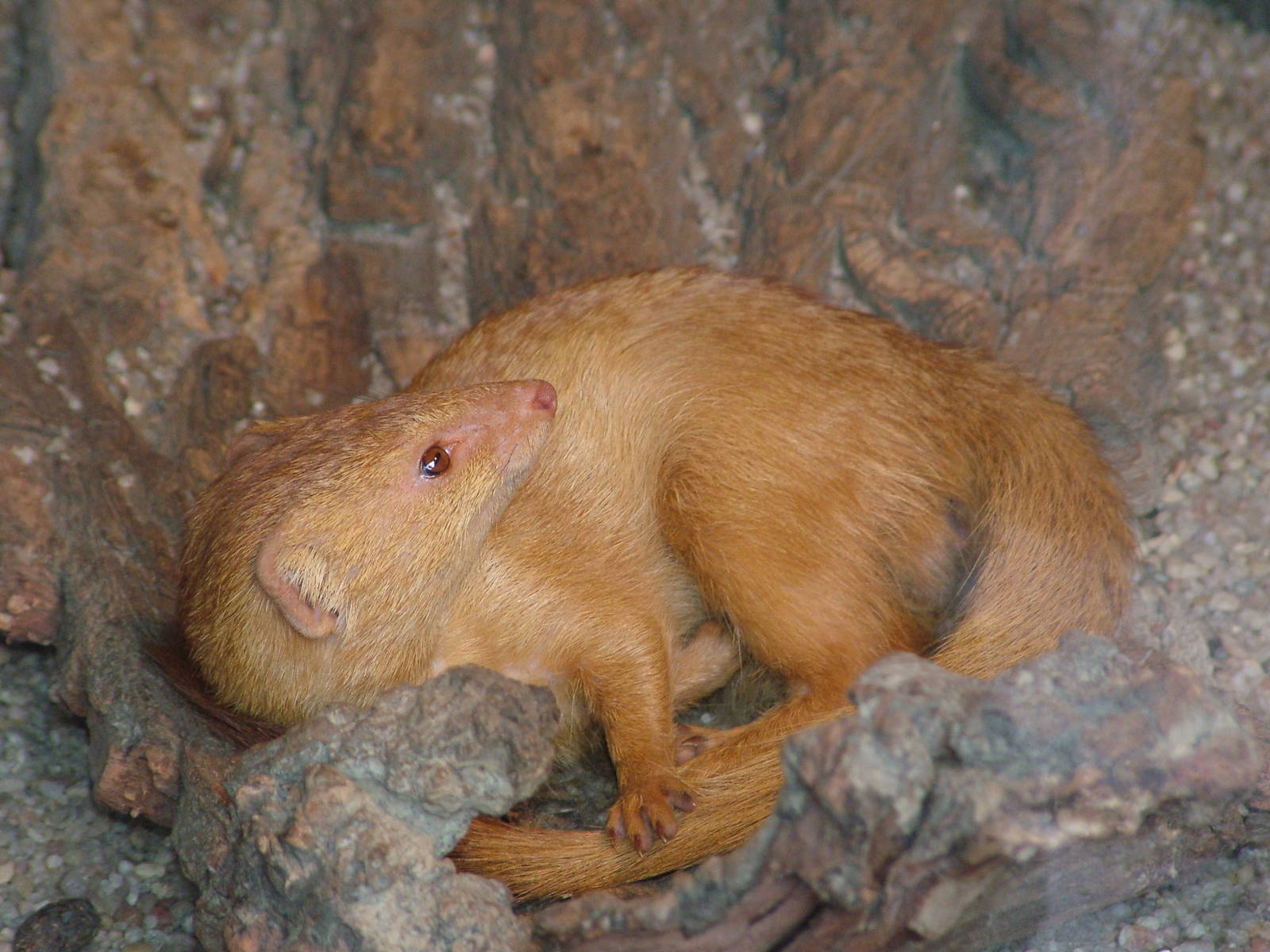 Slender Mongoose at Prague, 24/05/10