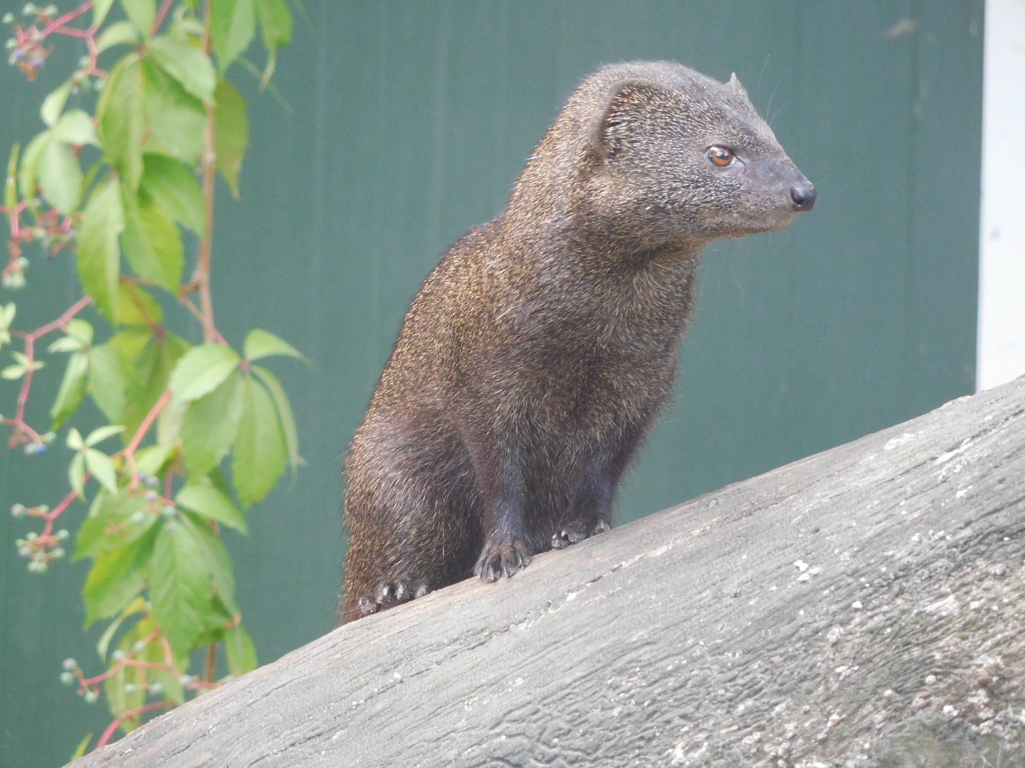 Slender Mongoose (dark color morph)