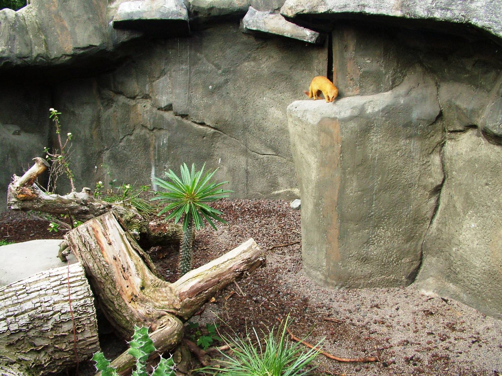 Slender Mongoose Exhibit at Prague, 25/08/12