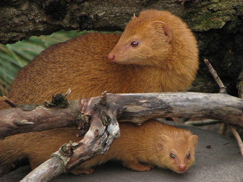 Slender Mongoose (Galerella sanguinea)