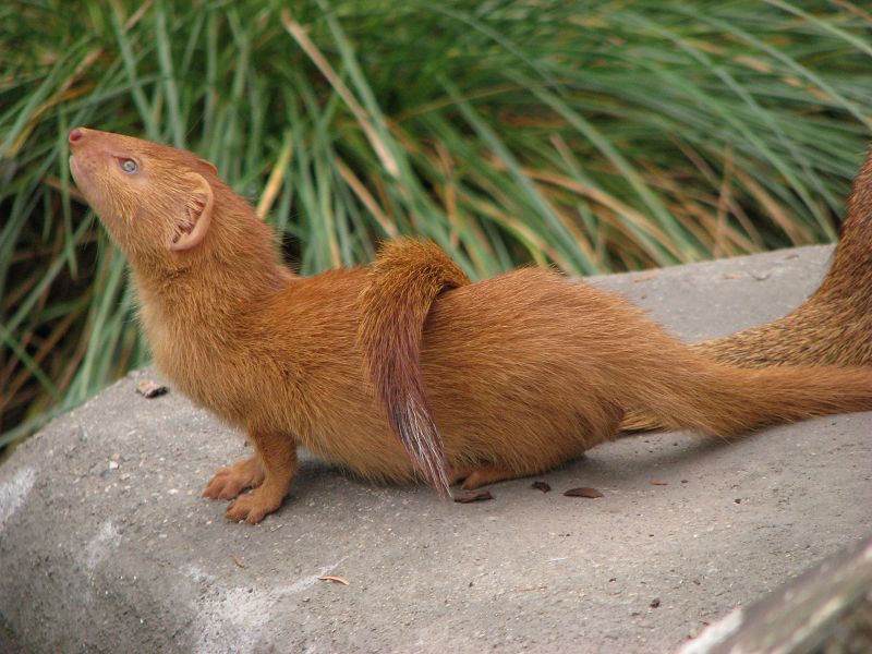 Slender Mongoose (Galerella sanguinea)