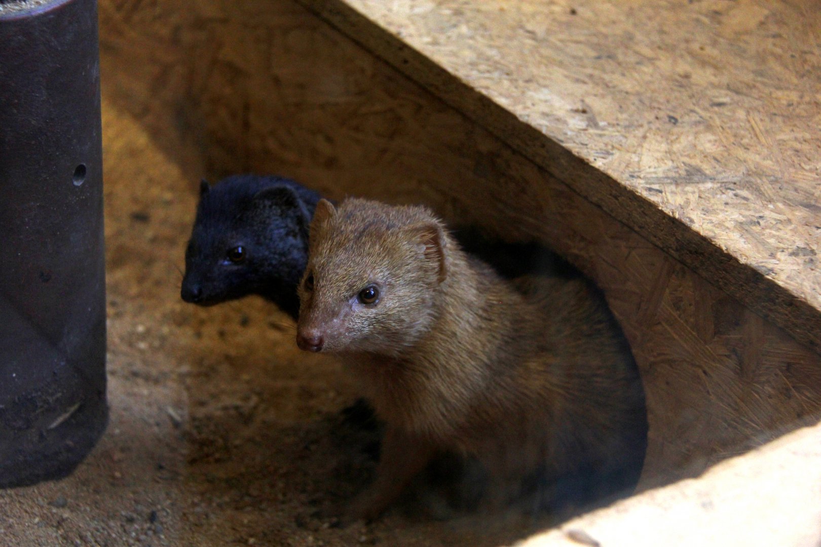 slender mongoose (Galerella sanguinea)