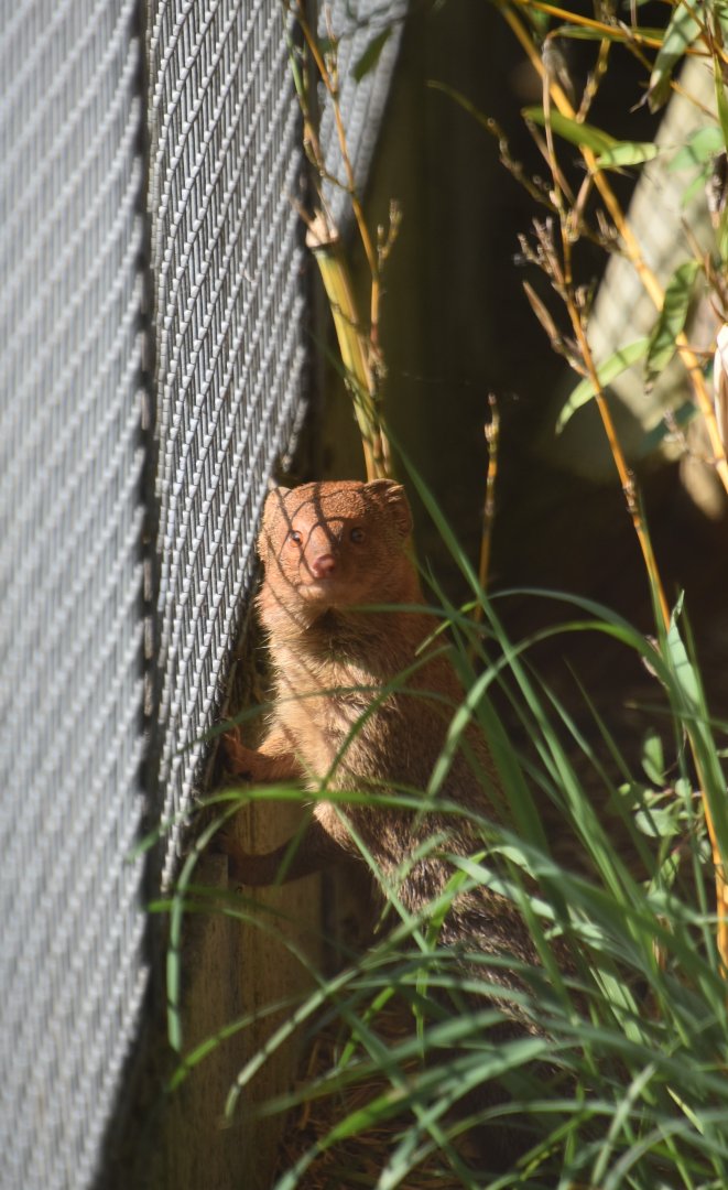 Slender mongoose, Galerella sanguinea