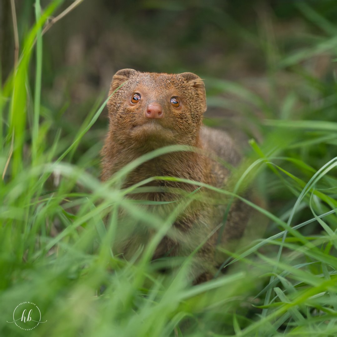 Slender Mongoose / Hamerton / 24-4-25