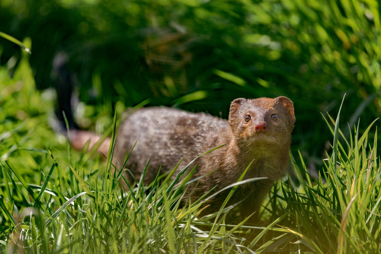 Slender Mongoose / Hamerton / 3-4-25