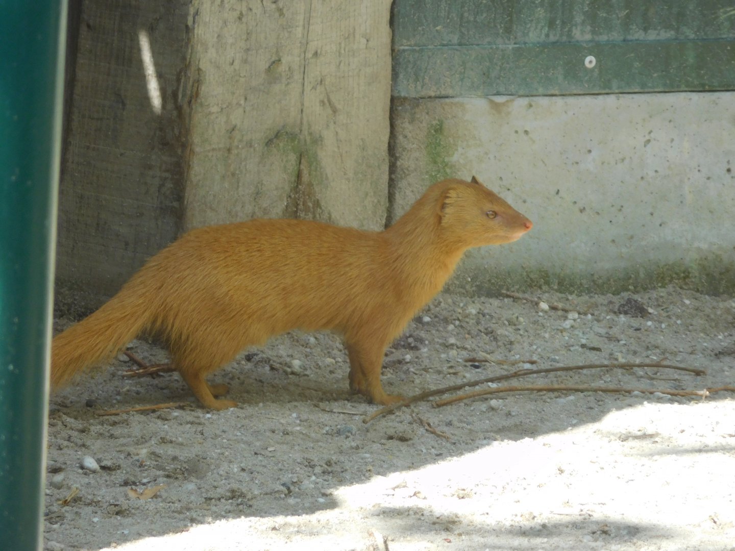 Slender Mongoose (light color morph)