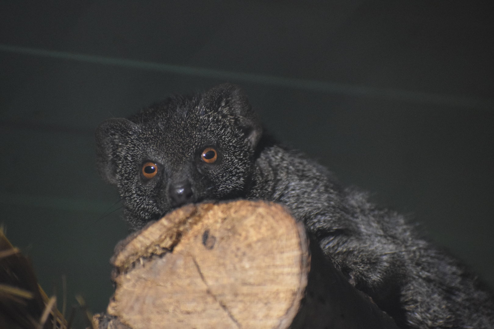 Slender mongoose - Oktober 2023