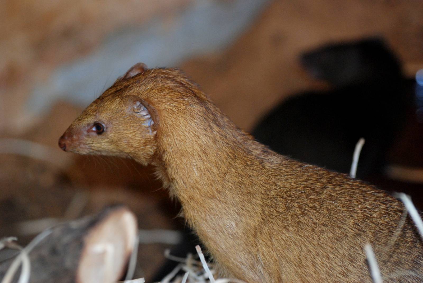 Slender Mongoose (orange morph) at Pilsen, 31/08/12
