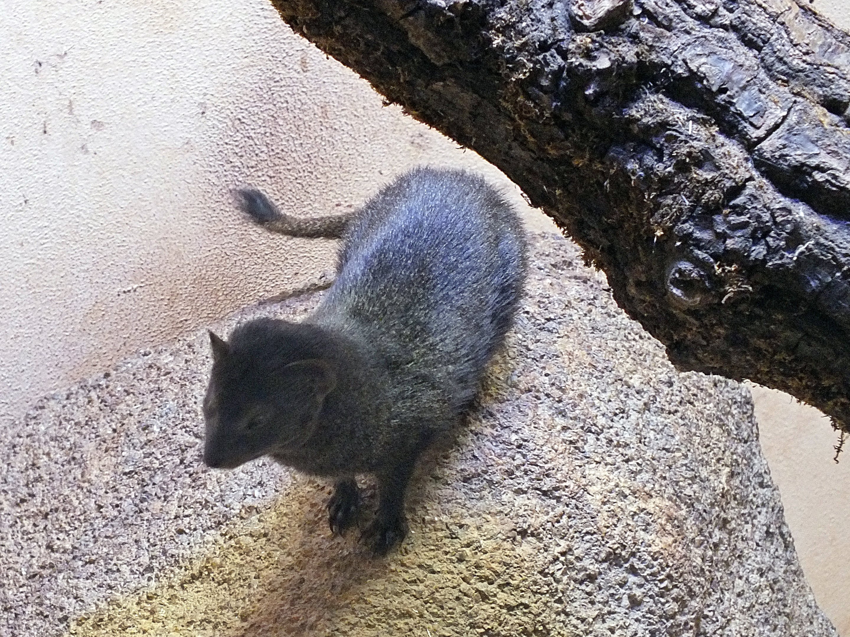 Slender mongoose