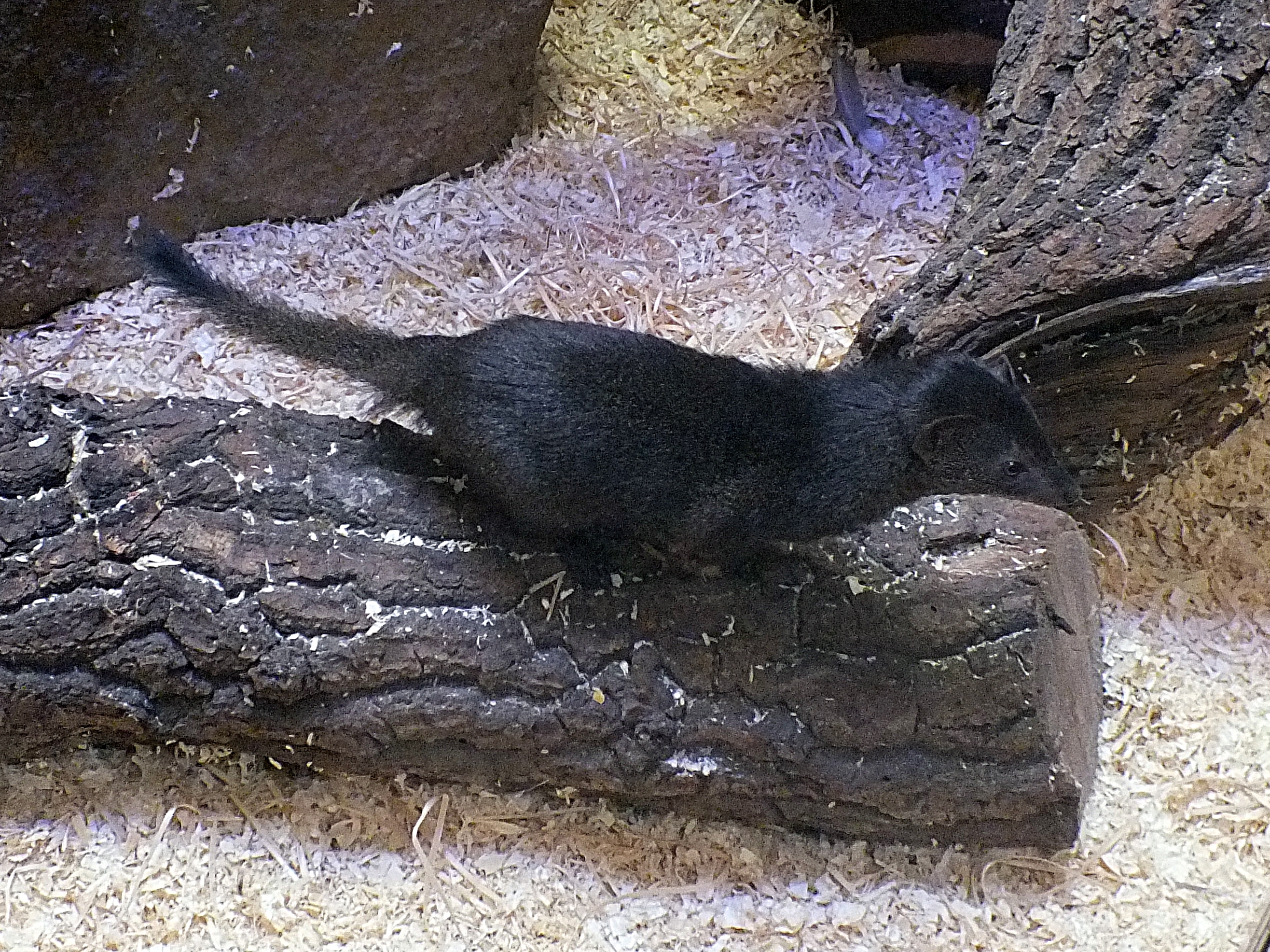 Slender mongoose
