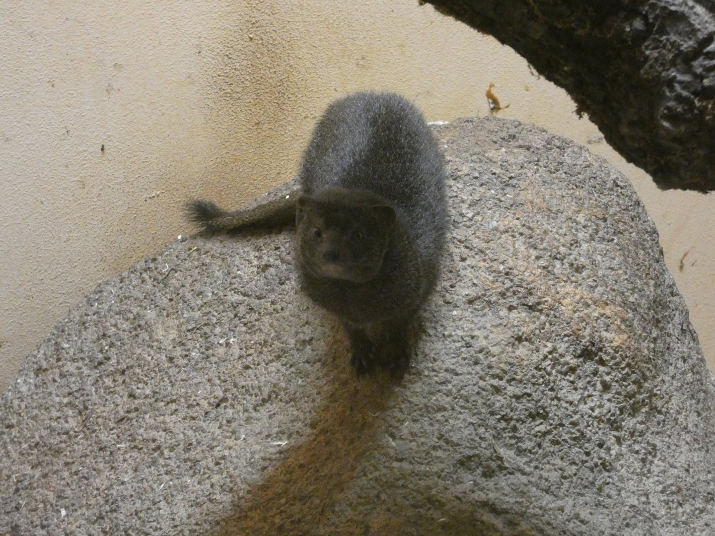 Slender mongoose