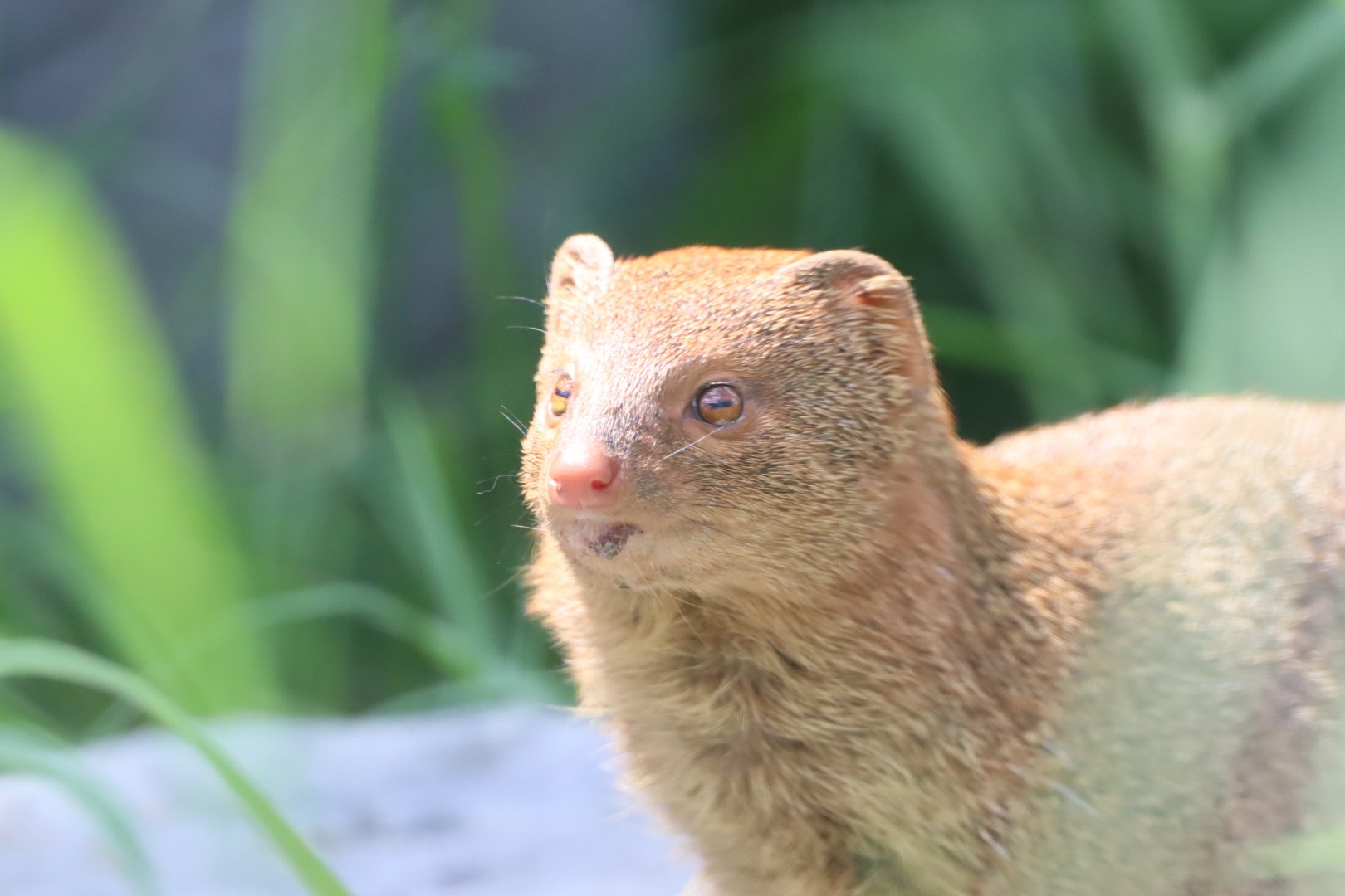 Slender Mongoose