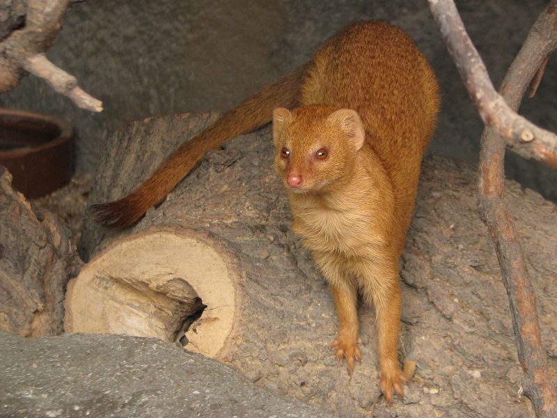 Slender mongoose