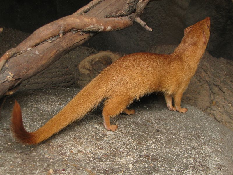 Slender mongoose