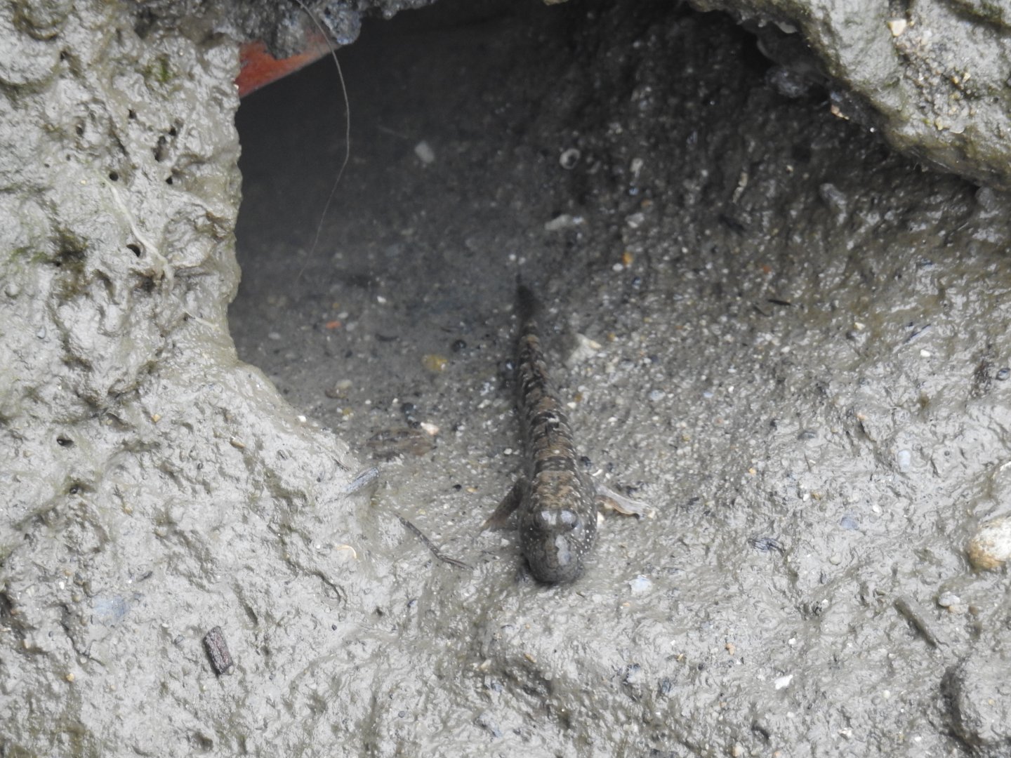 Slender Mudskipper - Cairns Esplanade (Cairns)